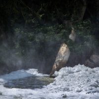 Activista denuncia que Enrique Alfaro disfraza las obras de saneamiento del río Santiago