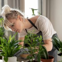 La planta perfecta para olvidadizos: tenés que regarla al menos una vez cada 10 días