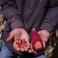 Presentan documental “Semillas de Soberanía” sobre la lucha contra maíces genéticamente modificados