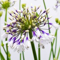 La llamativa variedad de Agapanthus que no conocías y cuya flor es fascinante: cómo cuidarla en tu jardín