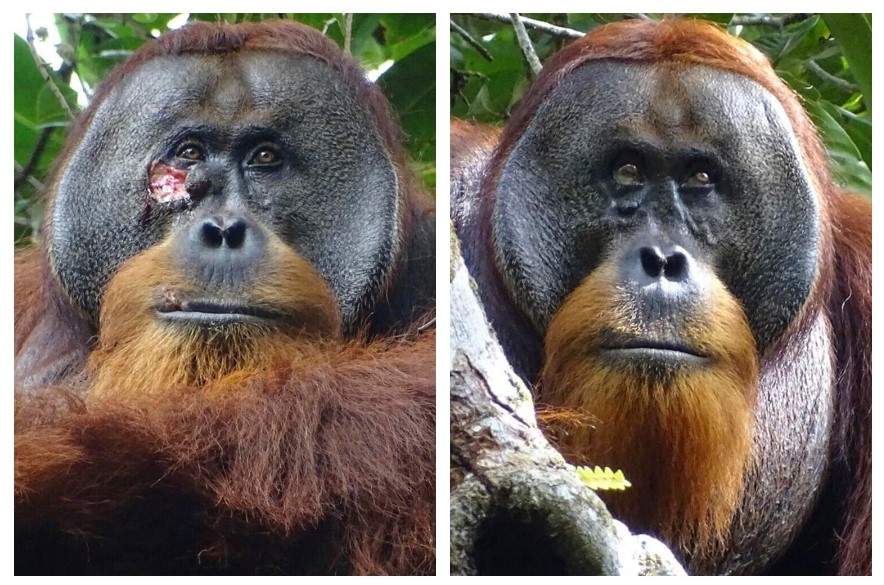 Esta foto entregada por la Fundación Suaq muestra al orangután Rakus en el Parque Nacional Gunung Leuser de Indonesia, el 25 de agosto de 2022, luego que su herida facial ya casi desapareció. Dos meses después, científicos lo observaron aplicándose hojas masticadas de una planta, usada como planta medicinal en todo el sureste asiático, para sanar la herida