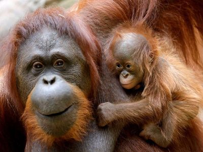 Como los humanos: los orangutanes cambian su “jerga” según el entorno social