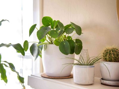 Planta OVNI: cómo mantener hermosa esta planta de interior que atrae el dinero y la buena energía