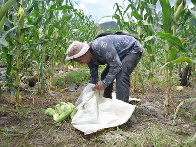 México rompió récord en la importación de maíz durante 2023