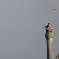 Con el aislamiento y el encierro, “los pájaros cantan distinto”