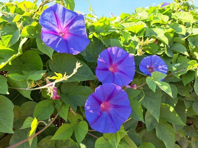 La planta trepadora de rápido crecimiento y con la flor violeta más bella: ideal para cubrir paredes feas o medianeras