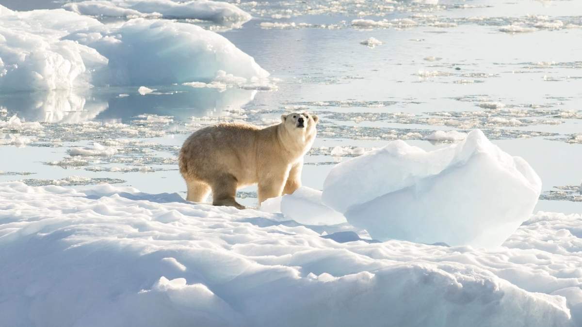 Oso Polar en el Ártico. Fuente: (Twitter)