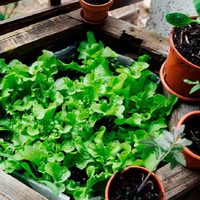 Antes de que termine septiembre, seguí estos consejos para que las plantas de tu huerta estén hermosas
