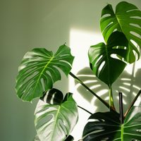 Si tu Monstera tiene las hojas amarillas, no te asustes: mirá cómo recuperarla en 3 simples pasos