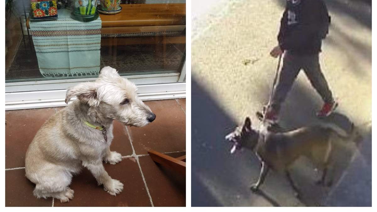A la izquierda, Vito, la mascota de Gabriel Quadri, y a la derecha el pastor Belga Malinois con su dueño antes del ataque