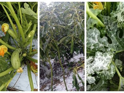 Dejan sin apoyos oficiales a muchos afectados por granizadas en Morelos