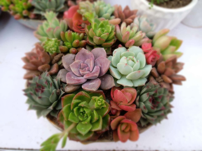 La razón por la que tenés que cortar siempre las flores de tus suculentas si querés manter sano tu jardín