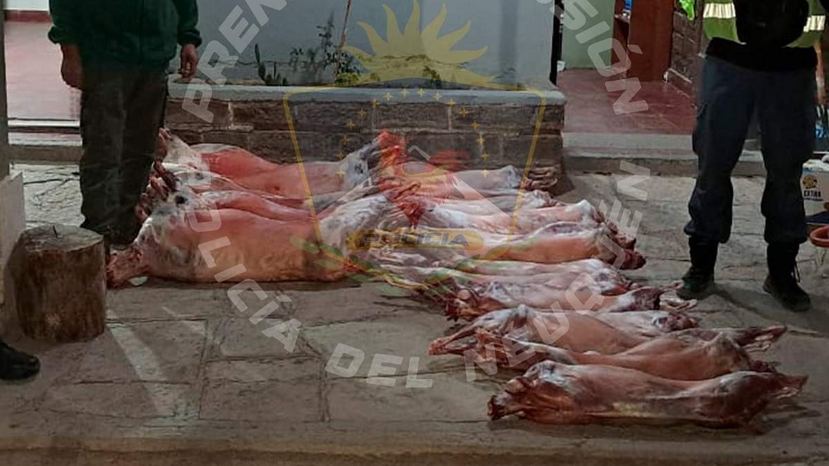 Los 15 chivos y las 5 ovejas faenadas decomisados en Barrancas. Fuente: (Policía de Neuquén)