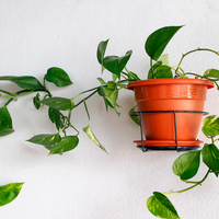 Sin tierra ni sol: las hermosas plantas que podés cultivar en agua y casi no necesitan cuidados