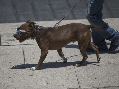 Morena propone incorporar a mascotas al Registro Civil “como parte de la familia”