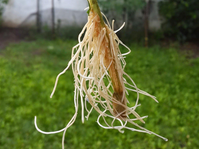 El método más efectivo y rápido para que tus esquejes y plantas desarrollen raíz en tiempo récord
