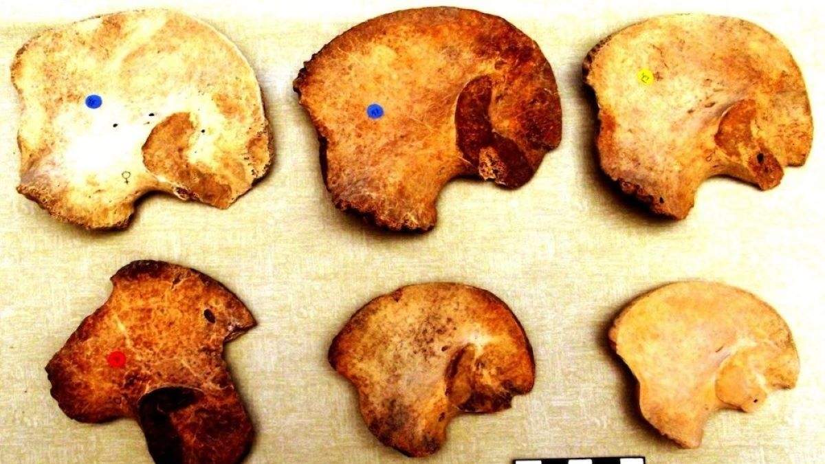 La investigación, publicada en la revista Nature, recoge el hallazgo inédito de dos pares de gemelos idénticos en contextos funerarios mayas de la antigüedad
