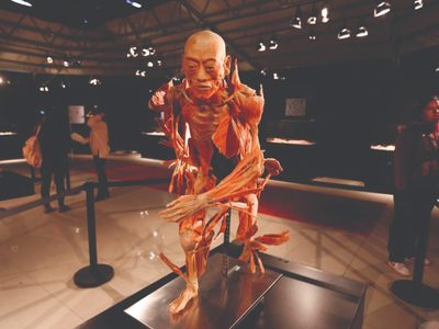 Exposición de anatomía con cuerpos humanos reales