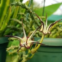 La suculenta trepadora difícil de encontrar que es un verdadero tesoro para principiantes en jardinería