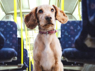 Presentan iniciativa para poder trasladar mascotas en el transporte público