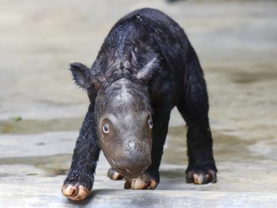 Nace un rinoceronte de Sumatra, especie al borde de la extinción