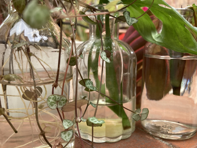 4 consejos claves y fáciles para que los esquejes de tus plantas no se pudran en el agua