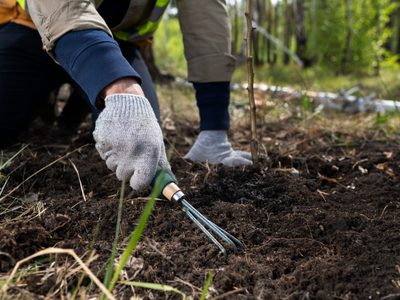 Mulch: el truco que evitará que tu jardín sufra el invierno