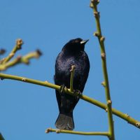 Por qué el Tordo es el único pájaro que no hace nido: a dónde pone sus huevos