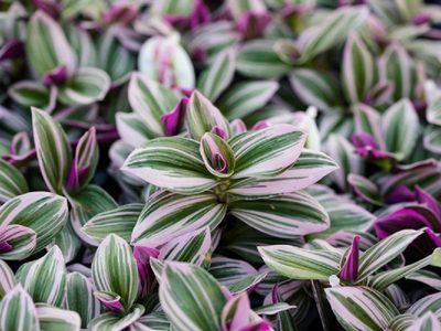 La planta favorita de las abuelas con flores divinas que crece rapidísimo si querés decorar tu casa o jardín
