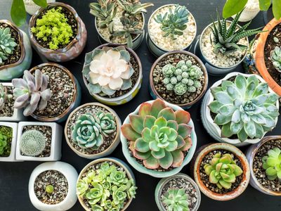 Para tener armonía en el hogar, dónde hay que colocar las suculentas según el feng shui