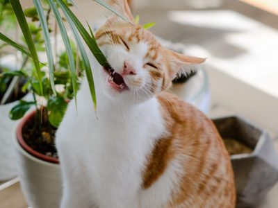 Evitá a toda costa estas plantas tóxicas si tenés gatos en casa