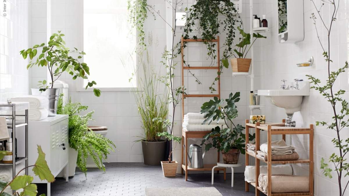 Plantas. Fuente: (Instagram).