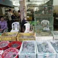 Tras el coronavirus en China reabren mercados que venden murciélagos, perros y otros animales vivos