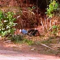 Hallan otra mujer asesinada en Michoacán; suman nueve en lo que va del año