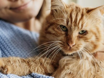 Ronroneo: la herramienta de manipulación de tu gato