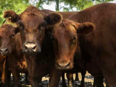 Inflación: sube el precio de la hacienda y la carne comienza a presionar las mediciones