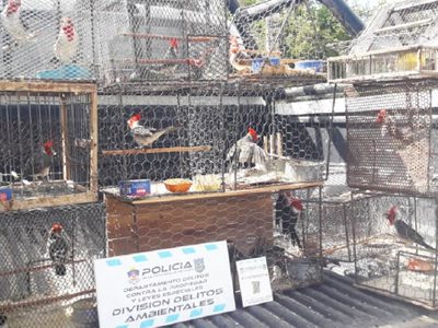 Rescataron 16 aves que se encontraban cautivas en una chacra de San Patricio del Chañar
