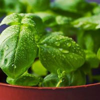 El secreto de los viveristas para mantener la planta de Albahaca siempre fresca y sana
