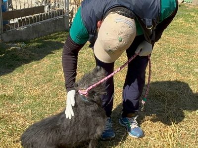 Refugio Franciscano: trasladan 304 perros a albergue en el Ajusco, 371 a BVA y 200 esperan traslado