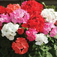 El truco de la abuela para reproducir tus malvones de forma fácil y que dé las más bellas flores