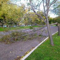 Viedma: por un temporal cayeron postes, árboles y carteles