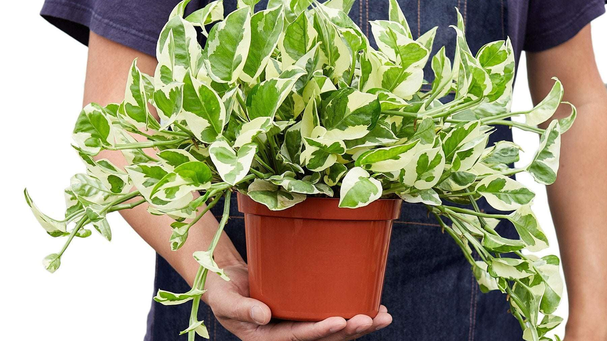 Plantas. Fuente: (Instagram)