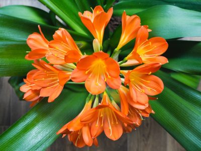 Los trucos para reproducir las clivias y que tu jardín se vista de naranja esta primavera