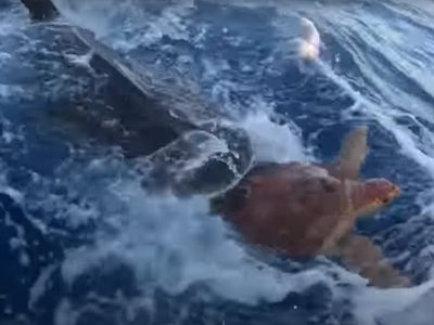 Falso, el video de un tiburón que "ayuda" a una tortuga a llegar con humanos