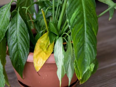 Si las hojas de tus plantas nuevas están amarillas, no te asustes: mirá cómo recuperarlas en 2 pasos