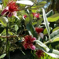La hermosa planta de exterior cuyas flores son comestibles y de un agradable sabor
