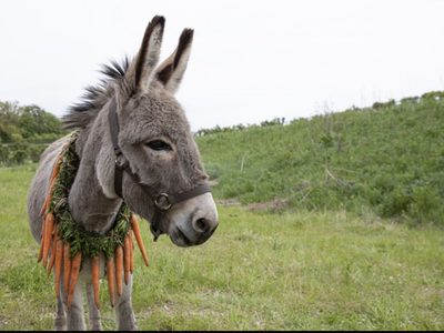 Eo: ¡Cómo eres burro!
