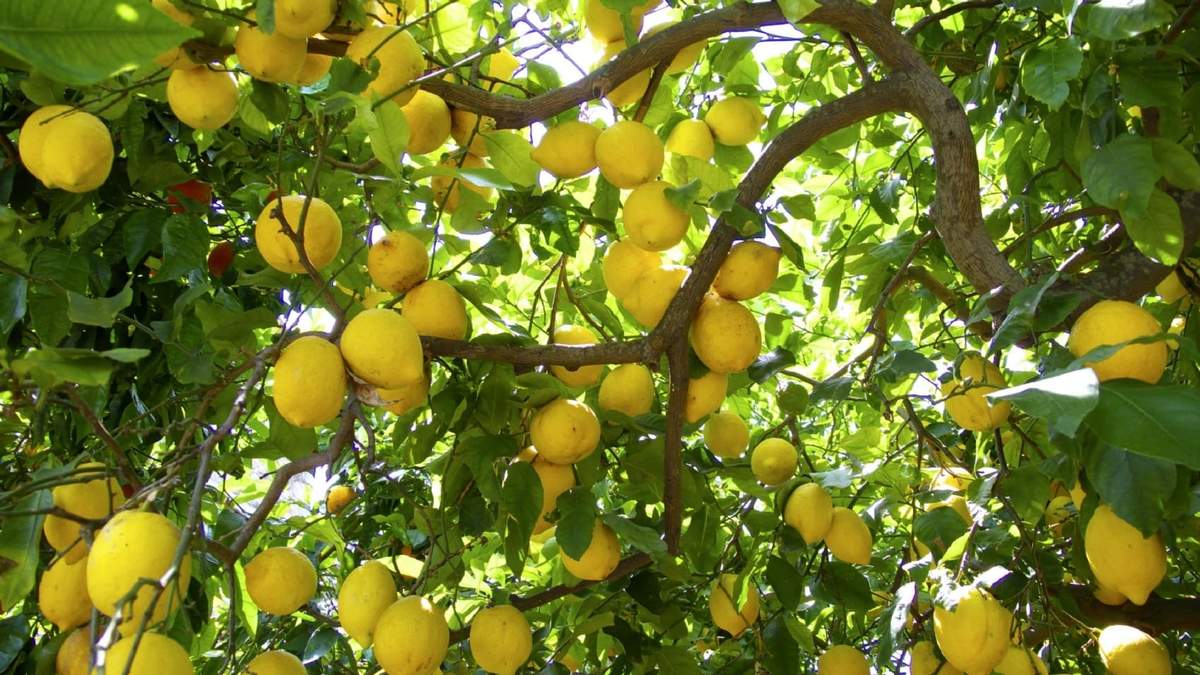Limonero. Fuente: (X)