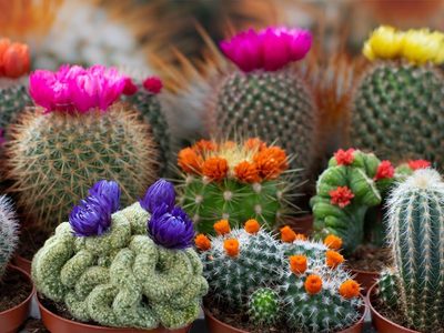 Error de jardinero principiante: estas plantas se mueren si les ponés café como abono