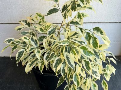 La planta de moda que crece rapidísimo, es fácil de cuidar y puede sobrevivir en maceta en tu jardín